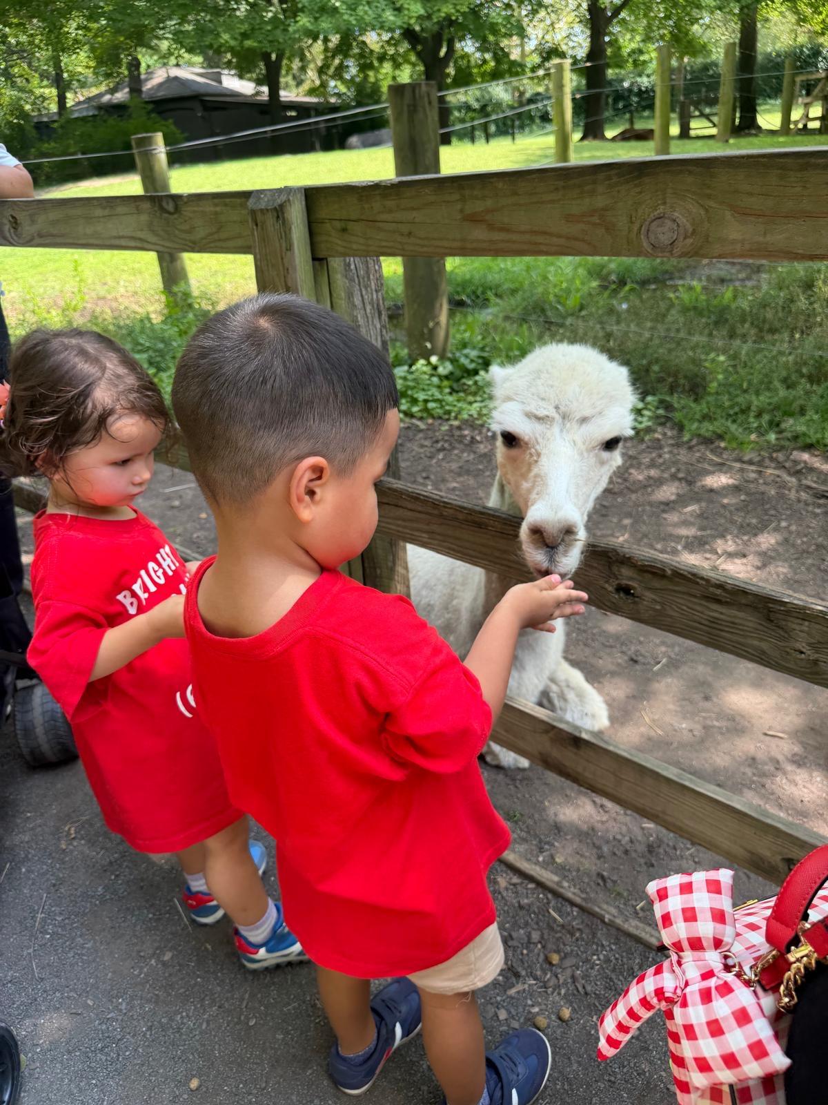 Children in red Bright Stars shirts feeding an alpaca at the zoo
