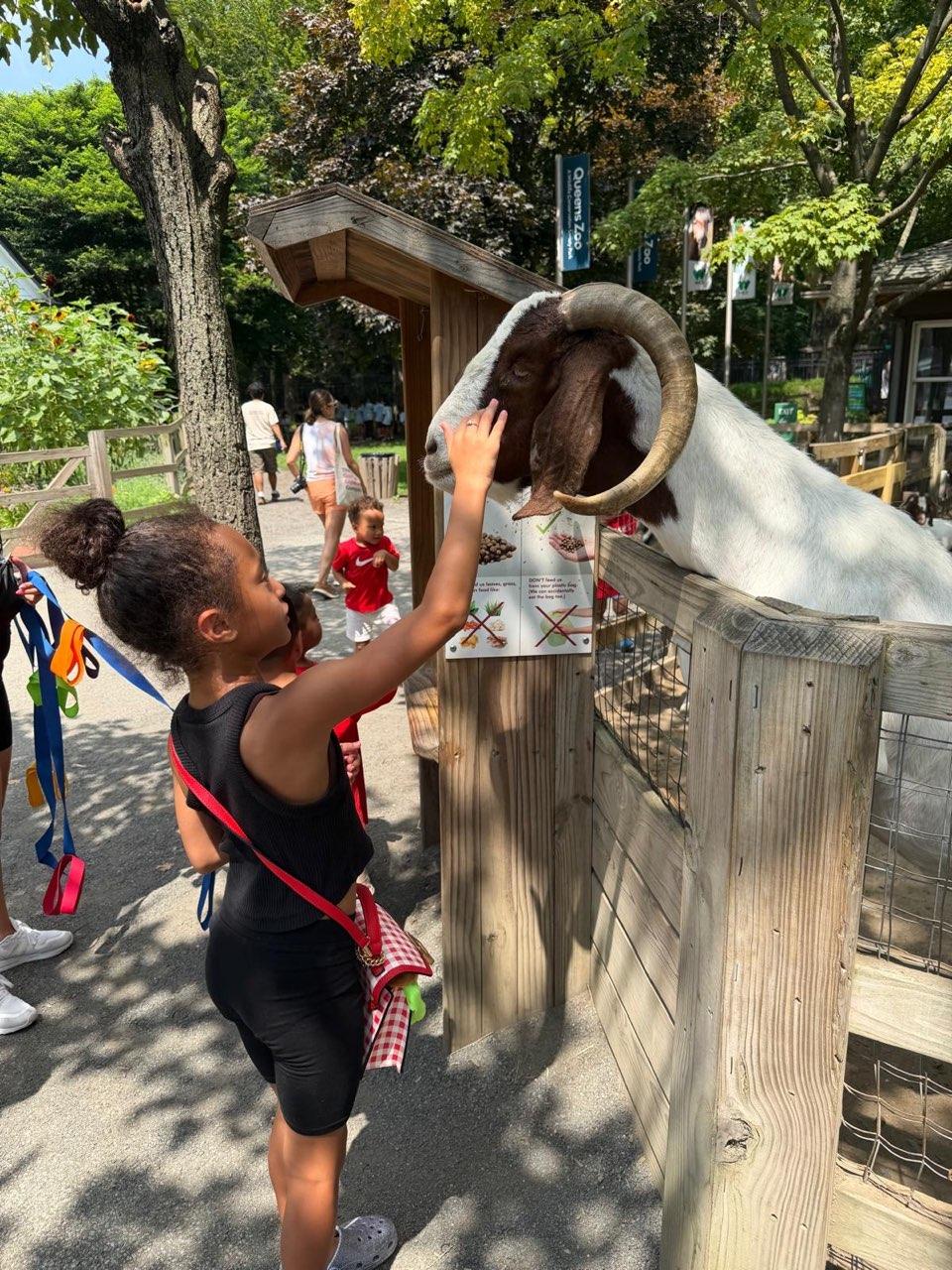 A child gently petting a goat during a summer zoo field trip